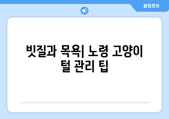 노령 고양이의 털 건강 지키기| 관리법과 영향 요인 | 고양이 털 관리, 노령 고양이 건강, 털 건강 팁