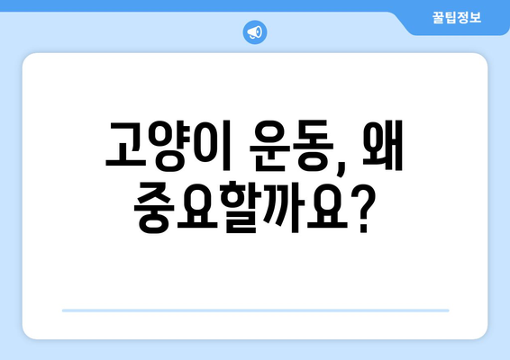 고양이 건강을 위한 운동법| 필수 이유와 다양한 종류 | 고양이 운동, 실내 운동, 야외 운동, 건강 관리